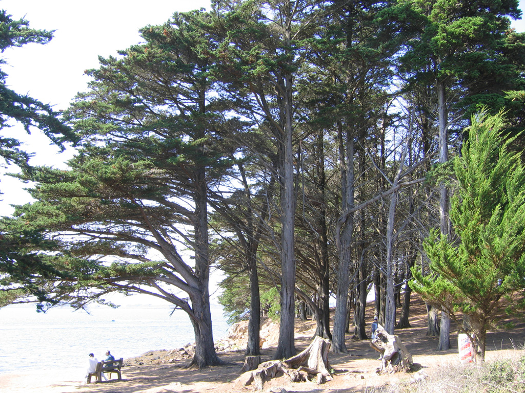 Photographie De Cypr S De Lambert Cupressus Macrocarpa Prise Par Denis